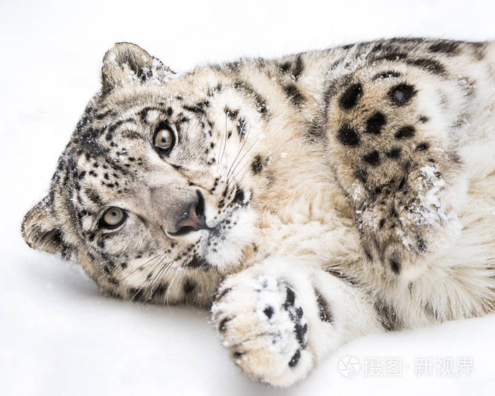 嬉戏的雪豹v