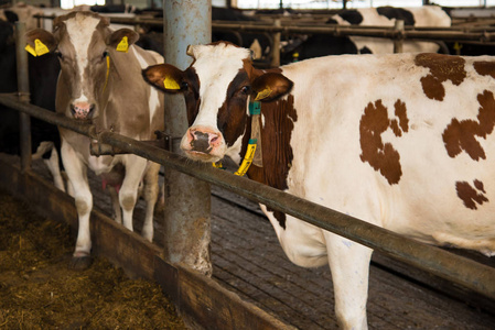 农场里的一只滑稽奶牛看着镜头