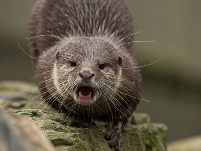 水中的一只湿水獭照片