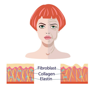 矢量的脸和两种类型的皮肤岁和争取医疗和美容的插图，孤立的年轻人