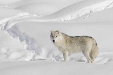 北极狼 arctos 在加拿大冰雪中漫步