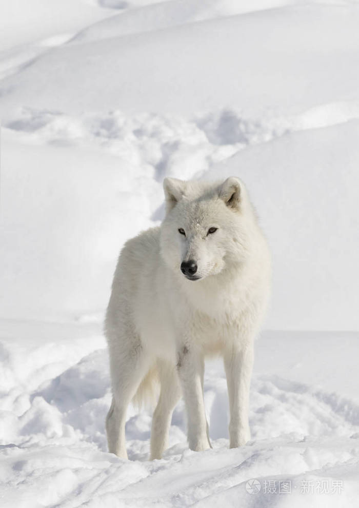 北极狼arctos在加拿大冰雪中漫步