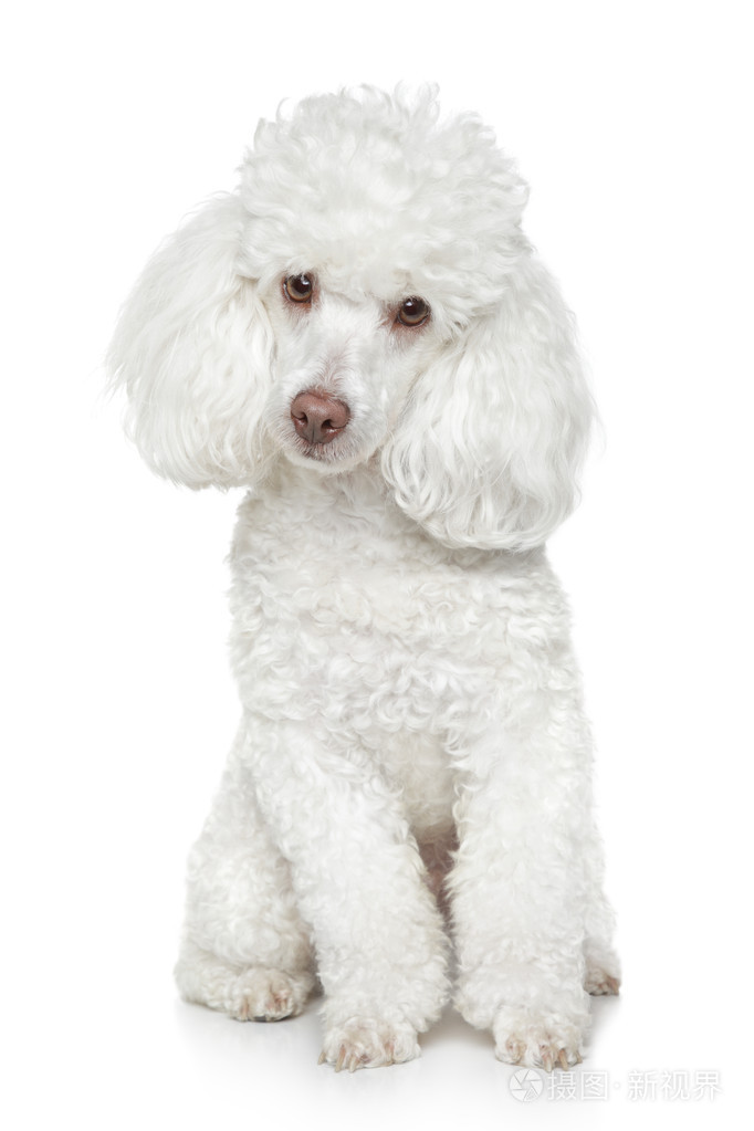 白色背景的白色玩具狮子狗
