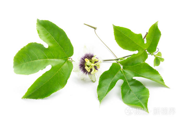 绿色的叶子和大括号的西番莲花白色背景上