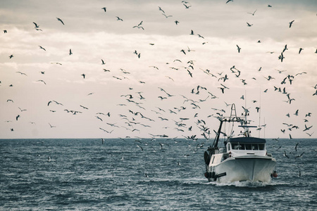 专业 fisherboat 回来在海港与许多 seagul