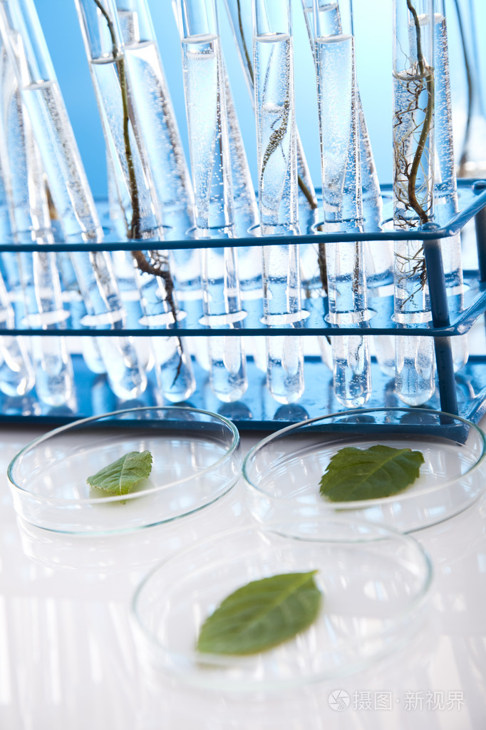 植物生态学实验室实验