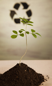 植物和生态