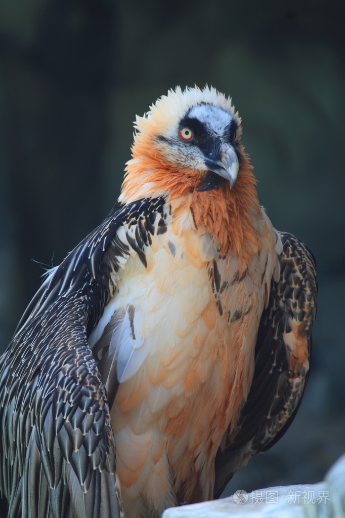 beardedvulturegypa05tusbarbatus