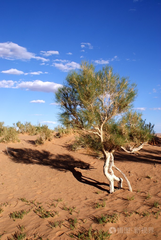 蒙古戈壁树