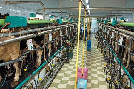 泰尔诺皮尔地区农工公司 Gadz 奶牛挤奶室奶牛饲养业