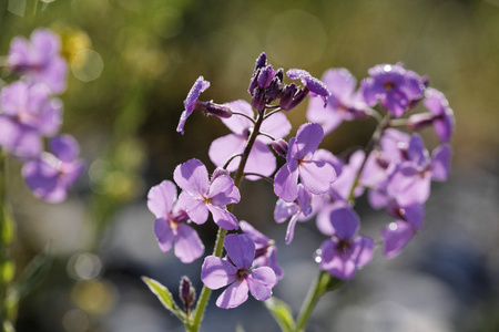 圣母院的火箭, Hesperis matronalis