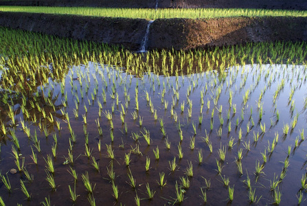 印尼巴厘岛稻田