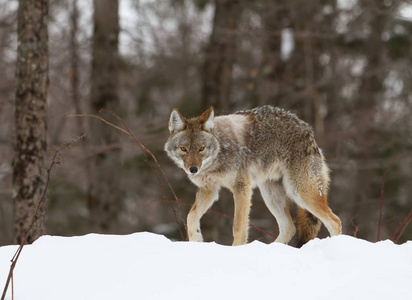 在加拿大的冬雪中散步的孤狼
