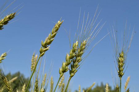 绿麦子和黑麦耳朵对蓝天的领域
