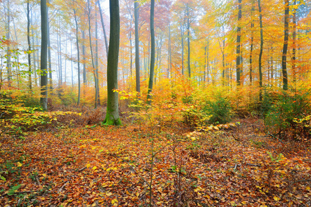 秋天美丽的山毛榉树森林