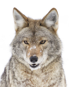 在公园中的狼图片