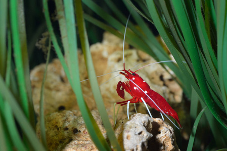 水族馆环境中的红虾