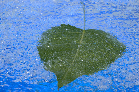 雨和叶