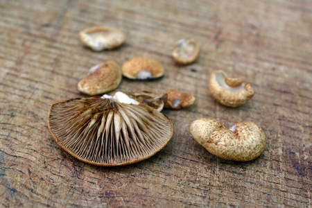 crepidotus crocophyllus 菇