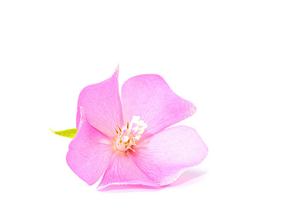 白色地面上的粉红色 Dombeya 花