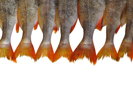 摇摆尾翼而减缓飞行速度( fishtail的第三人称单数 )