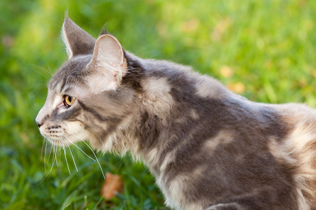 大自然中美丽的条纹缅因科猫