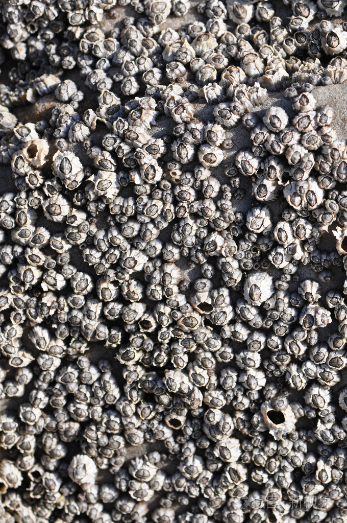 鼻钳似的刑具, 英口>眼镜 (岩石,船底等处的)附着甲壳动物( barnacle