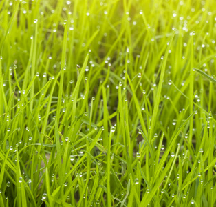 雨蓬草的宏观。