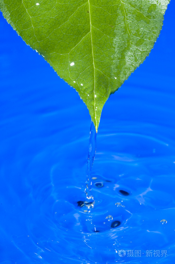 水和树叶
