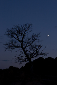 背景树夜空