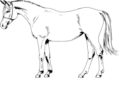 参加比赛的马匹没有手工绘制在油墨中的线束