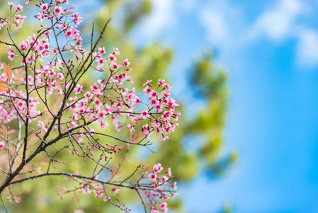 泰国清迈樱花或樱花花