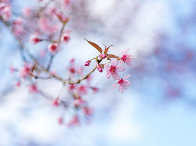 泰国清迈樱花或樱花花