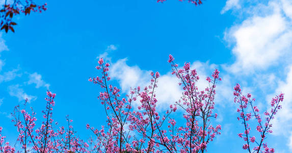 泰国清迈樱花或樱花花