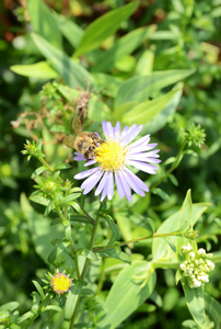 小花上的蜜蜂