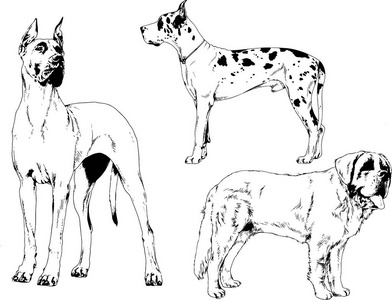 矢量绘图在用墨水绘制的衣架上的系谱犬 没有背景的对象插画 正版商用图片0foc44 摄图新视界 矢量绘图在用墨水绘制的衣架上的系谱犬 没有背景的对象插画 正版商用图片0foc44 摄图新视界