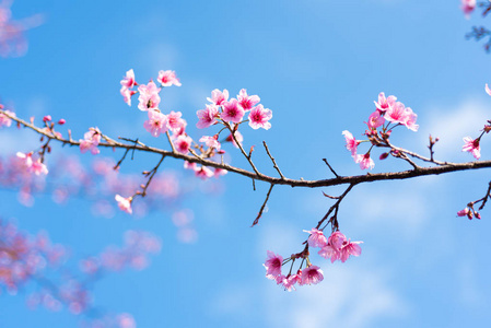 泰国清迈樱花或樱花花图片