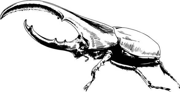 在白色背景上爬行的甲虫照片