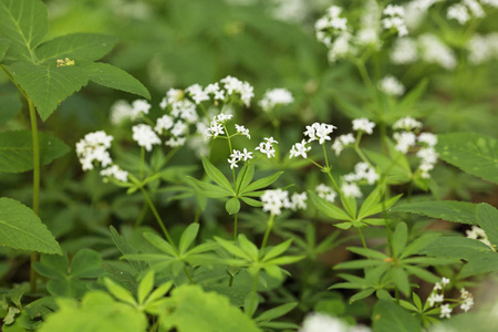 伍德拉夫, Galium 竹特写, 自然动物区系