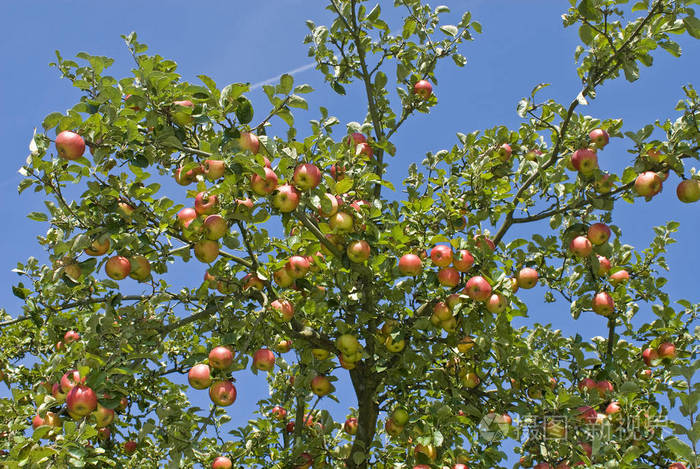 成熟的苹果在树上