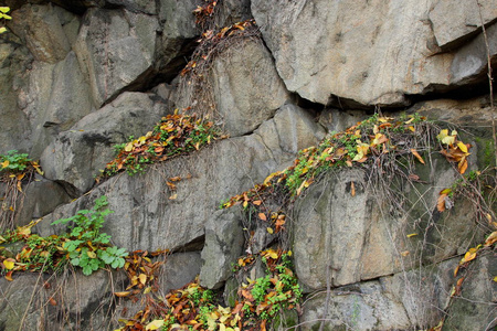 花岗岩背景石材中的植物抽象的石材质地环境问题构造板块断裂地震后果花岗岩岩石裂缝