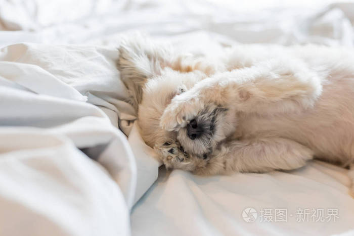 可爱的小狗睡躺在床上的白色面纱
