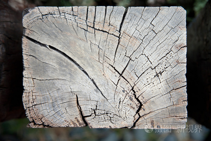 风化腐朽的铁路树