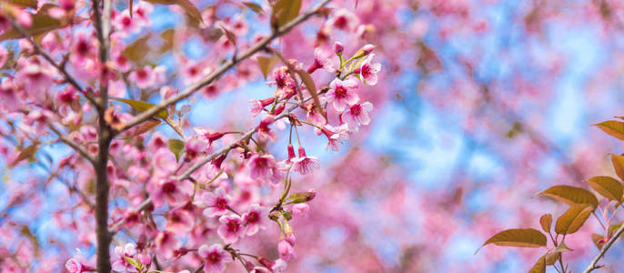 泰国清迈樱花或樱花花