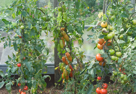 番茄菜园