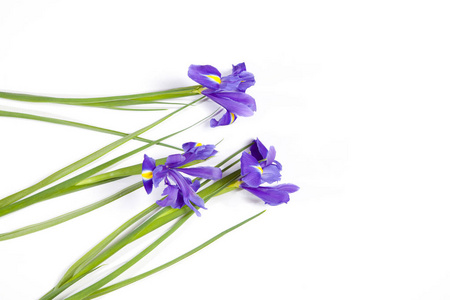 紫鸢 xiphium 球茎鸢尾花, 西伯利亚鸢尾 在白色背景与空间为文本。顶部视图, 平躺。节日贺卡情人节, 妇女节, 母亲