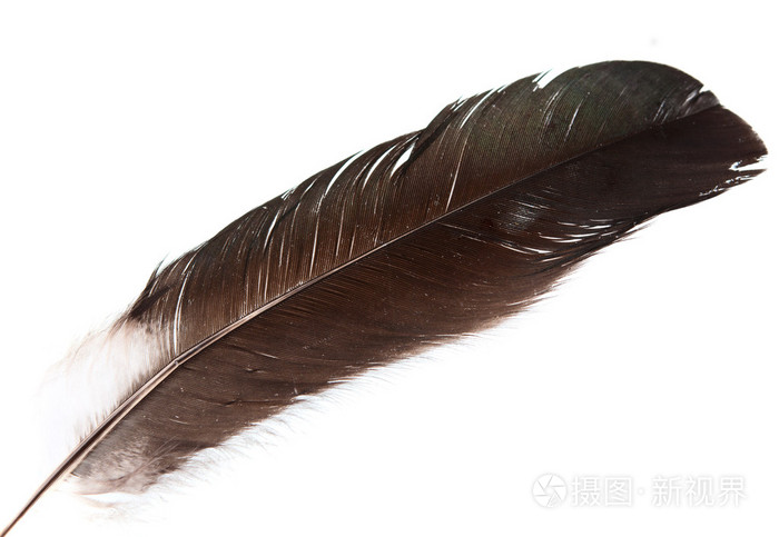 feather照片-正版商用图片03l202-摄图新视界
