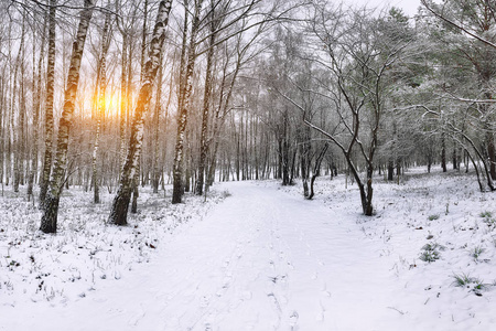 白雪覆盖的树木，在城市公园