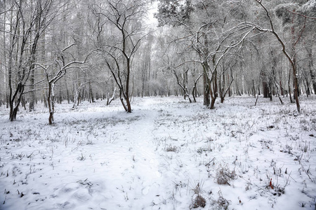 美丽的冬天风景与雪覆盖的树木