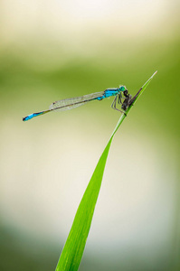 美丽可爱的蜻蜓痣线虫。蓝尾豆娘